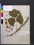 Pueraria lobata (Willd.) Ohwi subsp. thomsonii (Benth.) H. Ohashi & Tateishi j