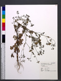 Coriandrum sativum L. ʹh