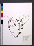 Acmella paniculata (Wall. ex DC.) R. K. Jansen s