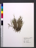 Zoysia tenuifolia Willd. ex Trin. R
