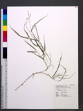 Urochloa glumaris (Trin.) Veldkamp