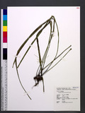 Haplopteris flexuosa (Fee) E. H. Crane