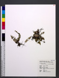 Hymenophyllum barbatum (v. d. Bosch) Baker تF