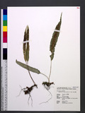 Phymatopteris engleri (Luerssen) Pic. Serm. p