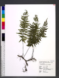 Asplenium cataractarum Rosenst K