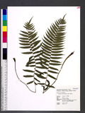 Plagiogyria adnata (Blume) Bedd. F
