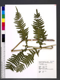 Pteris excelsa Guad. ˻