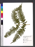 Pteris excelsa Guad. ˻