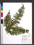 Pteris excelsa Guad. ˻