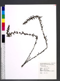 Alectra avensis (Benth.) Merr.
