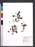 Shortia rotundifolia (Maxim.) Makino ˧Zt
