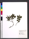 Scutellaria indica...