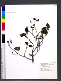 Viburnum luzonicum Rolfe fg