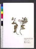Psychotria serpens L. s
