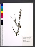 Ilex asprella (Hook. & Arn.) Champ. ex Benth. 燈稱花