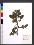 Zanthoxylum nitidum (Roxb.) DC. 