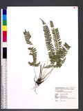 Polystichum hancockii (Hance) Diels տ