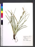 Carex wahuensis C. A. Meyer subsp. robusta (Franch. & Sav.) T. Koyama JW