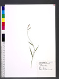 Urochloa glumaris (Trin.) Veldkamp