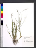 Urochloa glumaris (Trin.) Veldkamp