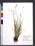 Fimbristylis ovata (Burm. f.) J. Kern ZƩد