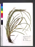 Carex wahuensis C. A. Meyer subsp. robusta (Franch. & Sav.) T. Koyama JW