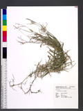 Urochloa glumaris (Trin.) Veldkamp