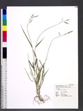 Urochloa glumaris (Trin.) Veldkamp