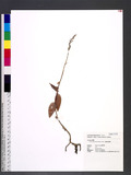 Zeuxine affinis (Lindl.) Benth. ex Hk. f. euW