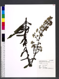 Blumea lanceolaria (Roxb.) Druce L