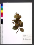 Trachelospermum lanyuense C. E. Chang 