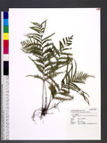Tapeinidium pinnatum (Cav.) C. Chr. var. biserratum (Blume) W. C. Shieh GйF俹