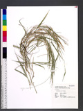 Urochloa glumaris (Trin.) Veldkamp