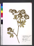 Peucedanum japonicum Thunb. 饻eJ