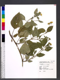 Wedelia biflora (L...