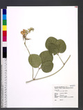 Canavalia rosea (S...