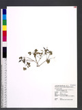 Dichocarpum adiantifolium (Hook. f. & Thoms.) W. T. Wang & Hsiao KuHrG