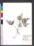 Cystopteris moupinensis Franch. eN