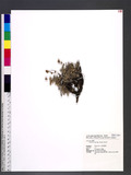 Artemisia oligocarpa Hayata s