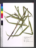 Carex ligulata Nees 