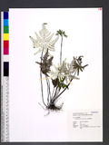 Cheilanthes argentea (S. G. Gmel.) Kunze `I