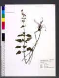 Salvia coccinea L. 紅花鼠尾草