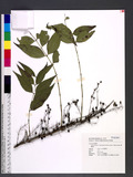 Coriaria japonica ...