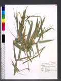 Bambusa vulgaris Schrad. ex Wendl. var. striata (Loddiges ex Lindl.) Gamble 