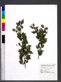 Ilex asprella (Hook. & Arn.) Champ. ex Benth. 燈稱花