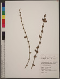 Dendrocalamus latiflorus Munro ¦