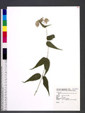Eupatorium clematideum (Wall. ex DC.) Sch. Bip. ХNA