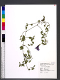 Torenia concolor Lindley ˦aG