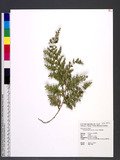 Selaginella involvens (Sw.) Spring Kf
