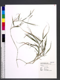 Urochloa glumaris (Trin.) Veldkamp